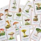 Jeu de cartes éducatif 7 familles Savoir + Les champignons Enfant 6 ans +